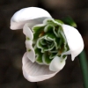 galanthus desdemona - abriachan nurseries